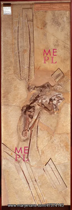 : Rhamphorynchus longiceps : Rhamphorynchus longiceps