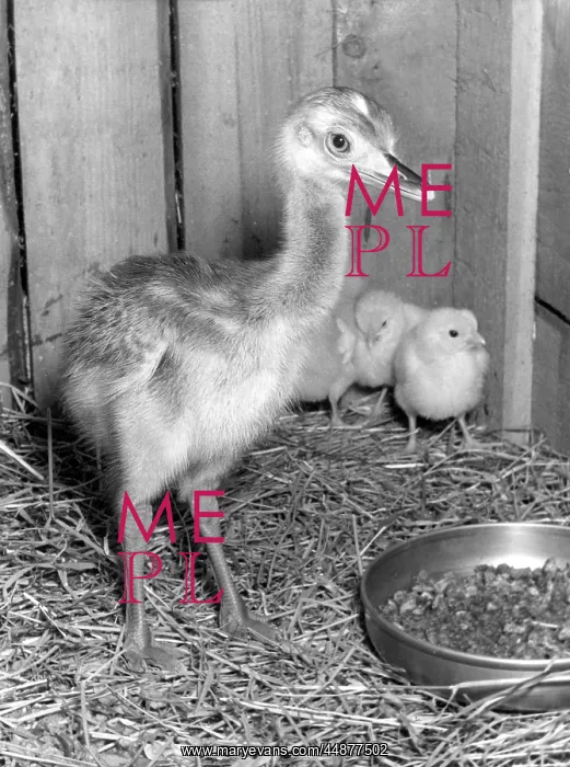 : RHEA CHICK : RHEA CHICK
