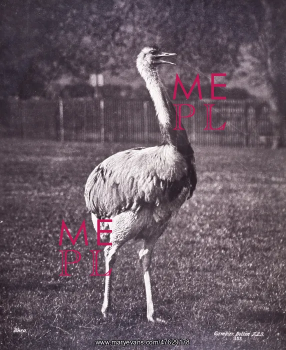 : Rhea by Gambier Bolton : Rhea by Gambier Bolton