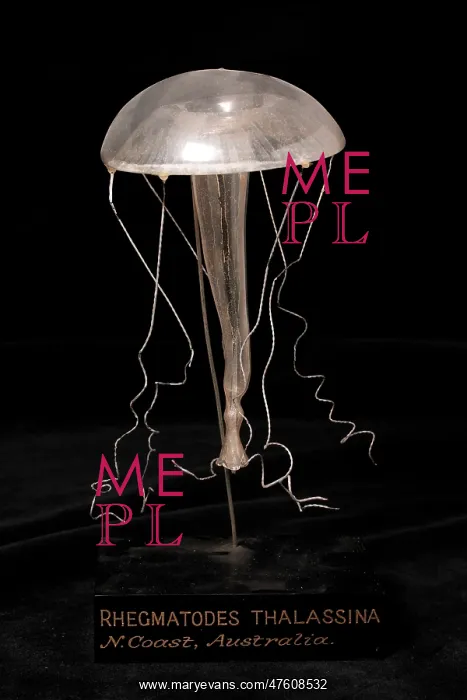 : Rhegmatodes thalassina, jellyfish model : Rhegmatodes thalassina, jellyfish model