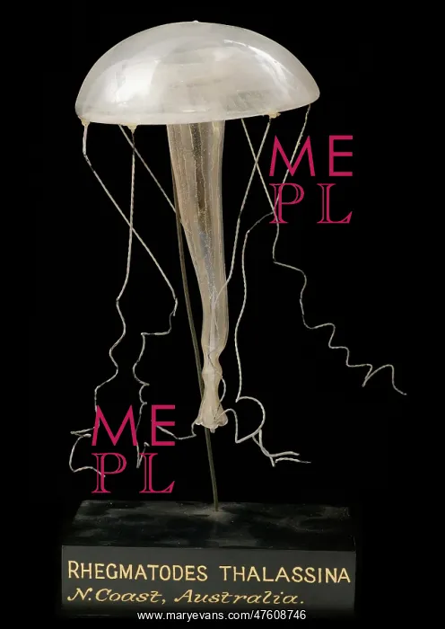 : Rhegmatodes thalassina, jellyfish model : Rhegmatodes thalassina, jellyfish model