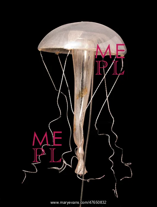 : Rhegmatodes thalassina, jellyfish model : Rhegmatodes thalassina, jellyfish model