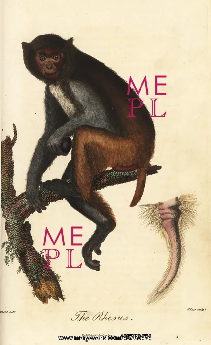 : Rhesus macaque, Macaca mulatta : Rhesus macaque, Macaca mulatta