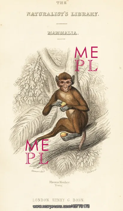 : Rhesus macaque, Macaca mulatta : Rhesus macaque, Macaca mulatta