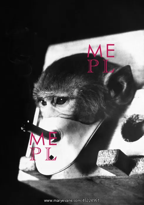 : A rhesus monkey forced to breath cigarette ? : A rhesus monkey forced to breath cigarette ?