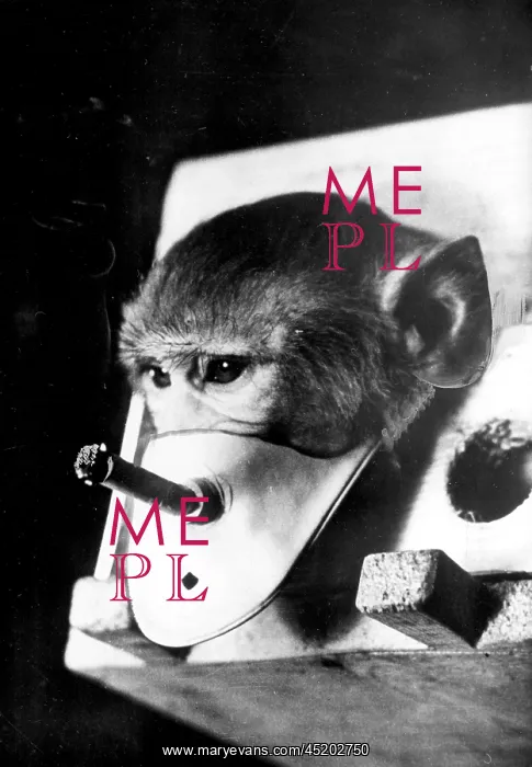 : Rhesus monkey being forced to smoke : Rhesus monkey being forced to smoke
