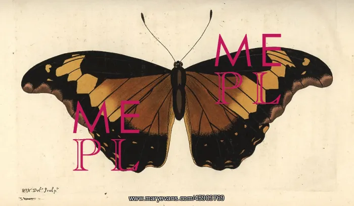 : Rhetenor blue morpho, Morpho rhetenor : Rhetenor blue morpho, Morpho rhetenor