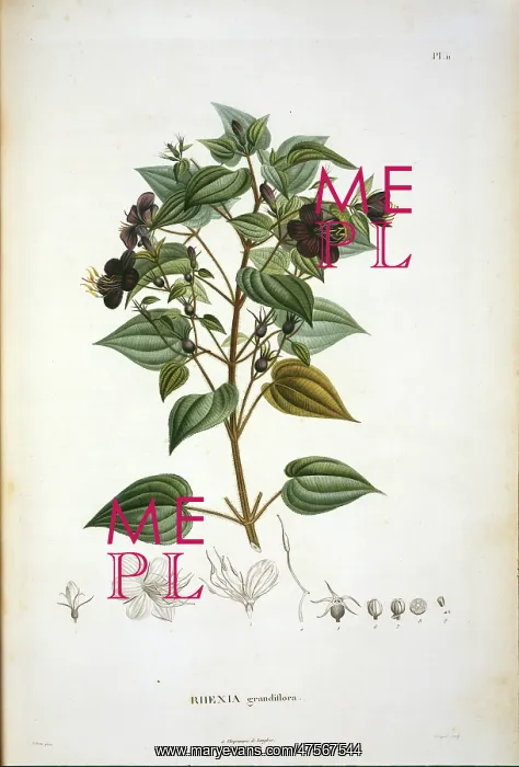 : Rhexia grandiflora : Rhexia grandiflora