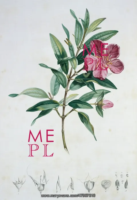 : Rhexia speciosa : Rhexia speciosa