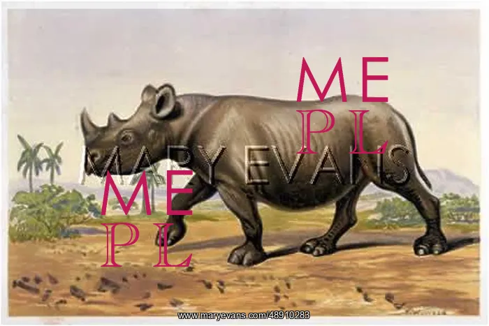  : RHINOCEROS 2 HORNS 19C