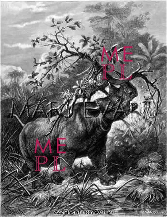  : RHINOCEROS 2 HORNS 19C