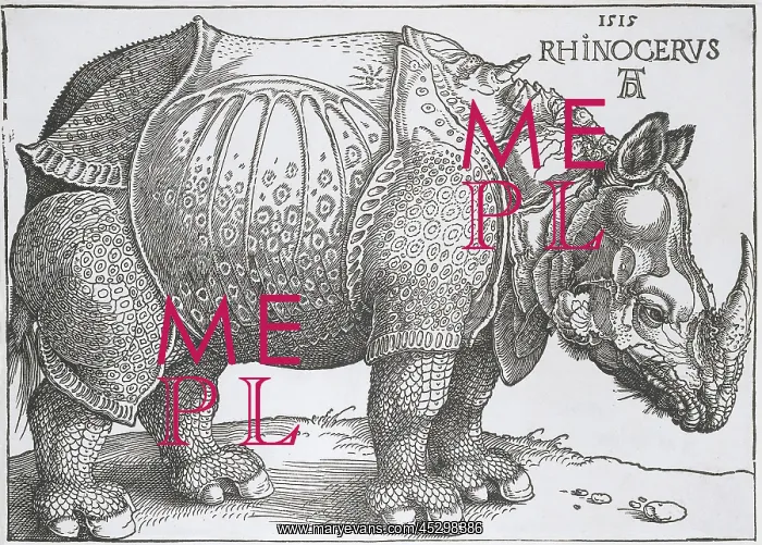 : Rhinoceros : Rhinoceros