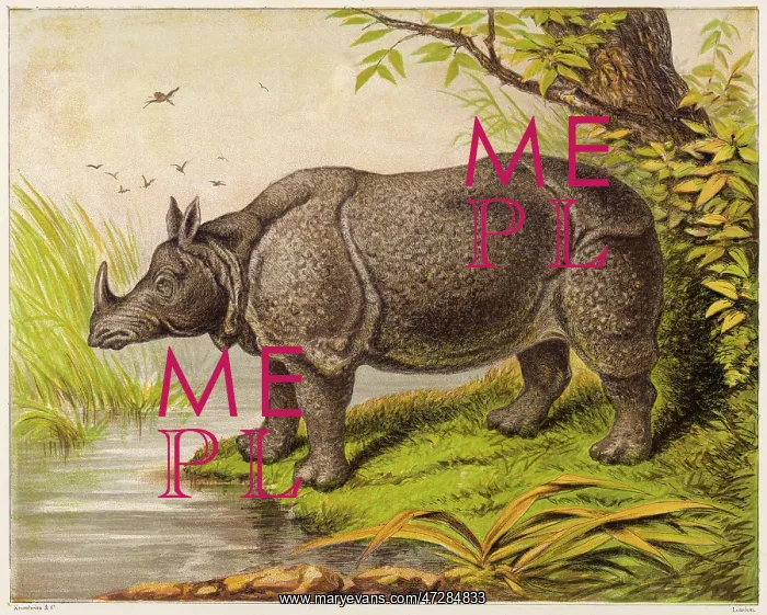 : RHINOCEROS : RHINOCEROS