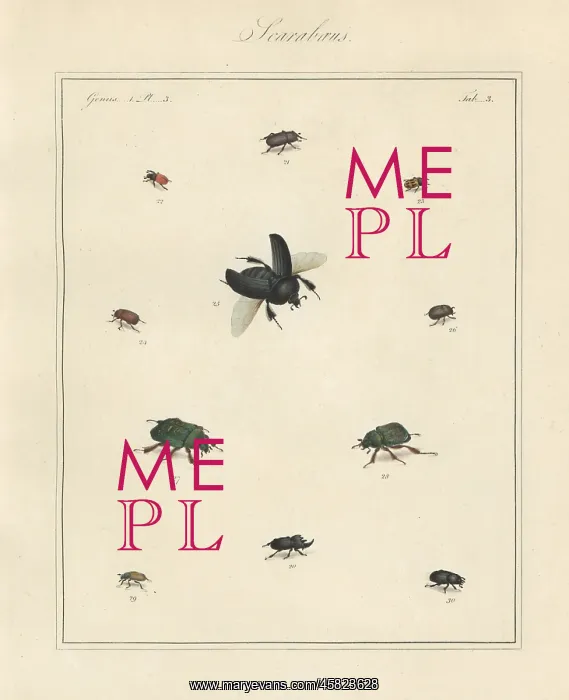 : Rhinoceros beetle, dung beetle, brown chafer, etc : Rhinoceros beetle, dung beetle, brown chafer, etc
