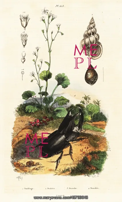 : Rhinoceros beetle, snail and saxifrage : Rhinoceros beetle, snail and saxifrage