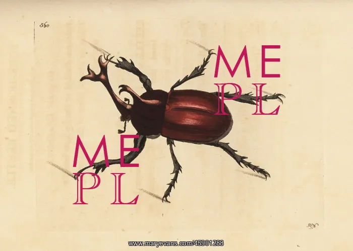 : Rhinoceros beetle, Trypoxylus dichotomus : Rhinoceros beetle, Trypoxylus dichotomus