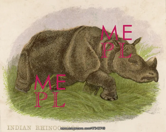  : Rhinoceros - circa 1880