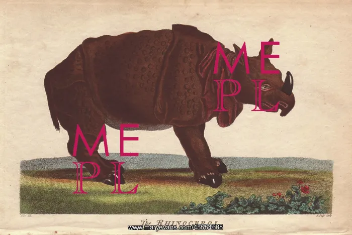 : Rhinoceros, Diceros bicornis : Rhinoceros, Diceros bicornis