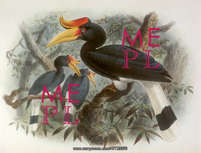 : Rhinoceros Hornbill : Rhinoceros Hornbill