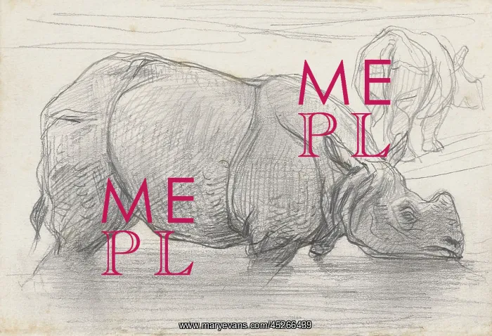 : Rhinoceros in Water : Rhinoceros in Water