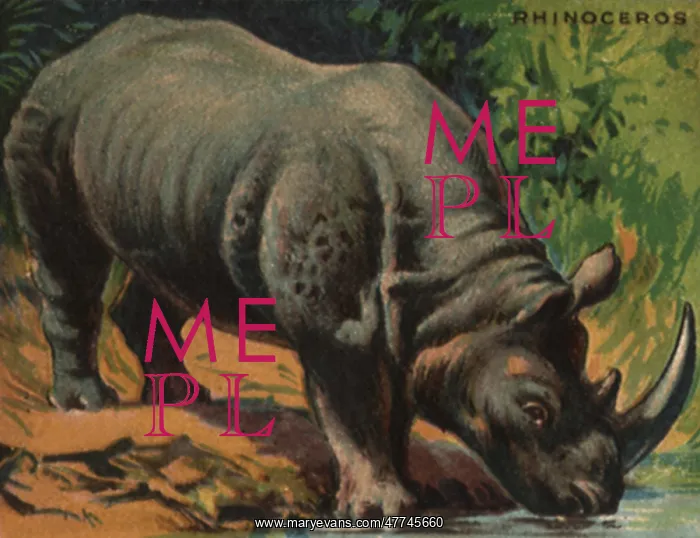  : Rhinoceros at Watering Hole