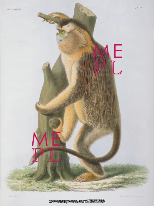 : Rhinopithecus roxellanae, snub-nosed monkey : Rhinopithecus roxellanae, snub-nosed monkey