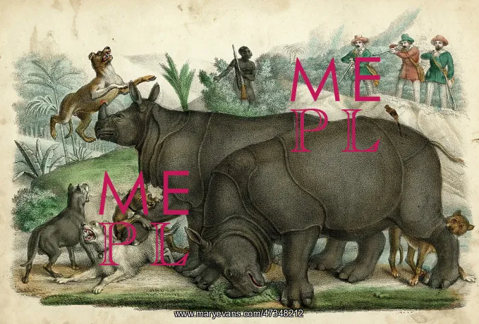 : RHINOS CORNERED : RHINOS CORNERED