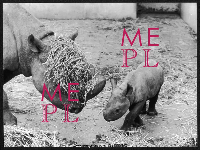: RHINOS AT PLAY : RHINOS AT PLAY