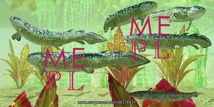 : Rhizodus hibberti, an extinct group of Carboniferous ? : Rhizodus hibberti, an extinct group of Carboniferous ?