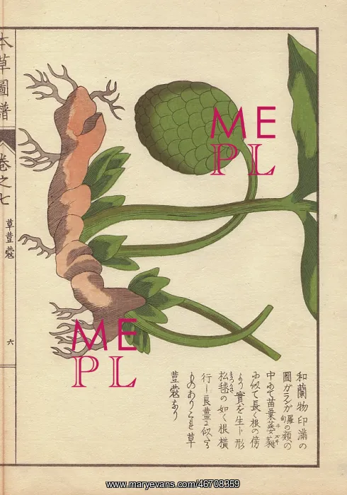 : Rhizome and fruit of the round China cardamom : Rhizome and fruit of the round China cardamom