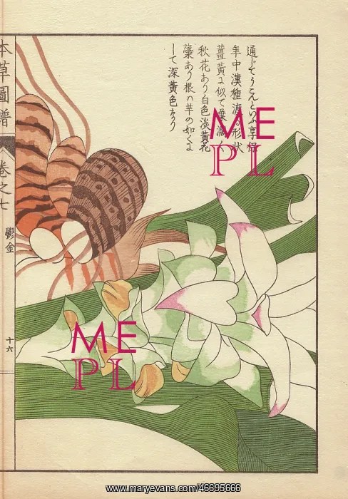 : Rhizome and pink inflorescence of turmeric : Rhizome and pink inflorescence of turmeric