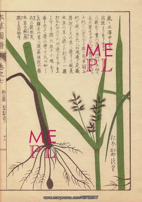 : Rhizome and root of tidalmarsh flat sedge, Cyperus serotinus : Rhizome and root of tidalmarsh flat sedge, Cyperus serotinus
