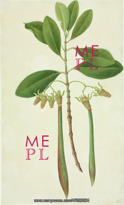 : Rhizophora sp. mangrove tree : Rhizophora sp. mangrove tree