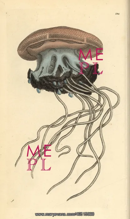 : Rhizostoma cuvieri jellyfish : Rhizostoma cuvieri jellyfish