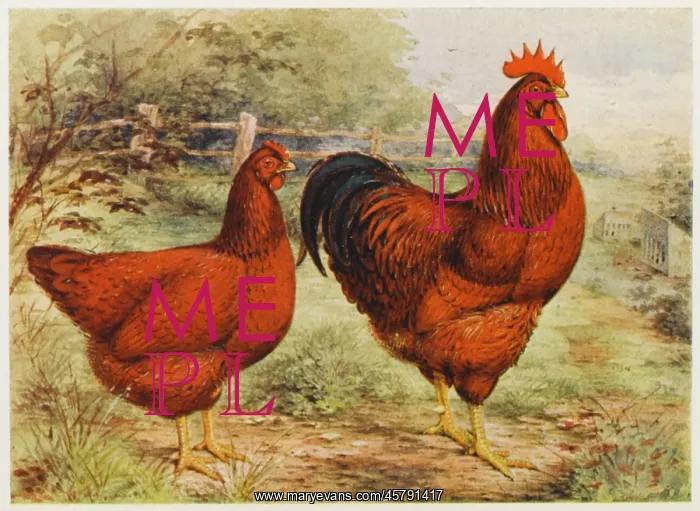 : RHODE ISLAND REDS : RHODE ISLAND REDS