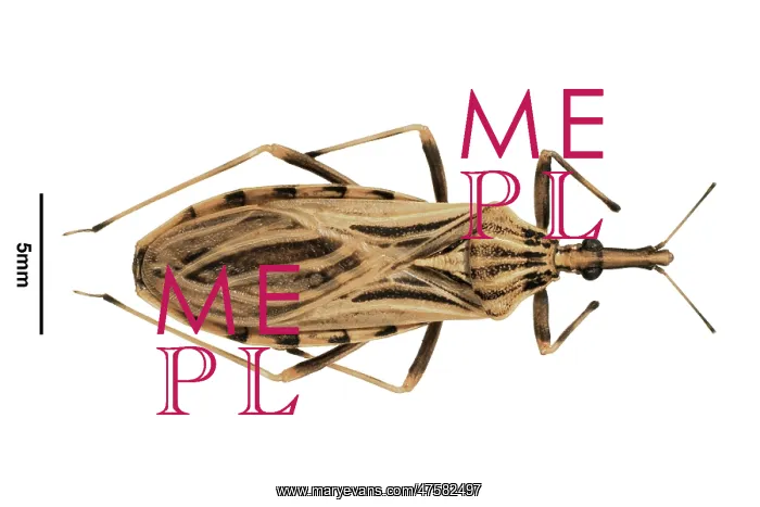  : Rhodnius ecuadorionsis, triatomine bug