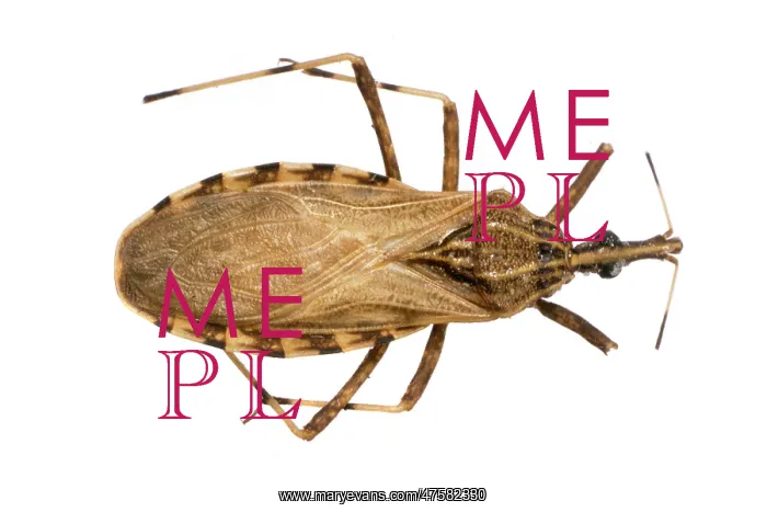: Rhodnius pictipes, triatomine bug : Rhodnius pictipes, triatomine bug