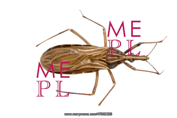 : Rhodnius prolixus, C : Rhodnius prolixus, C