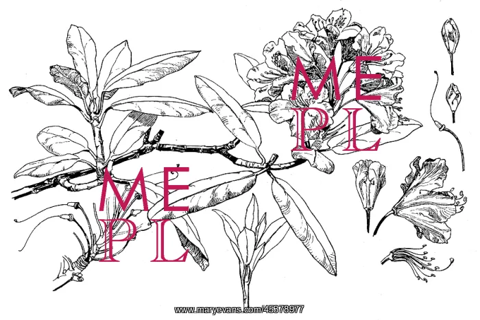 : Rhododendron : Rhododendron