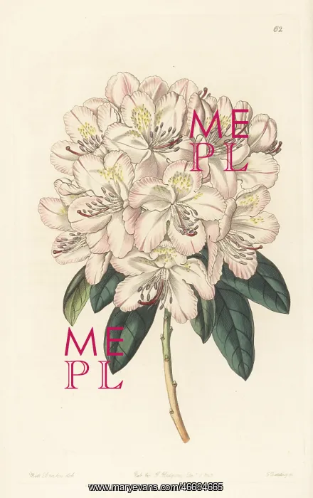 : Rhododendron aprilis, hybrid : Rhododendron aprilis, hybrid