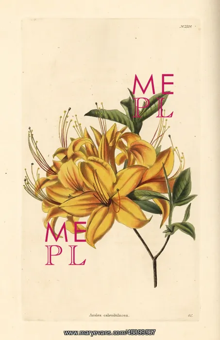 : Rhododendron calendulaceum : Rhododendron calendulaceum