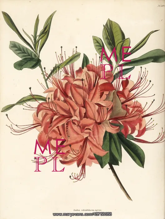 : Rhododendron calendulaceum var. cupraea : Rhododendron calendulaceum var. cupraea