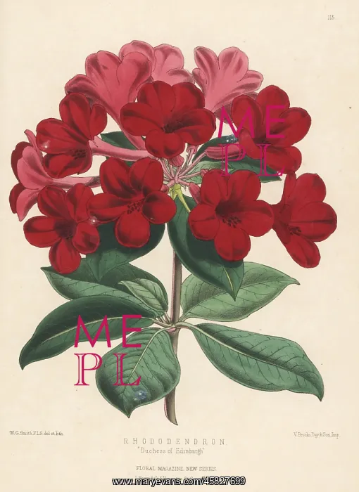 : Rhododendron cultivar, Duchess of Edinburgh : Rhododendron cultivar, Duchess of Edinburgh