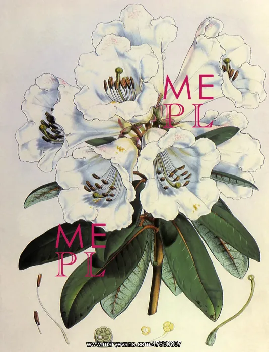 : Rhododendron - Dalhousie : Rhododendron - Dalhousie
