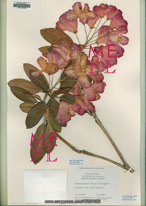 : Rhododendron, dawn's delight : Rhododendron, dawn's delight