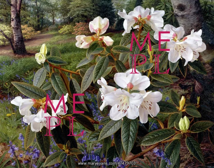 : Rhododendron Edgeworthii ' at edge of woods : Rhododendron Edgeworthii ' at edge of woods