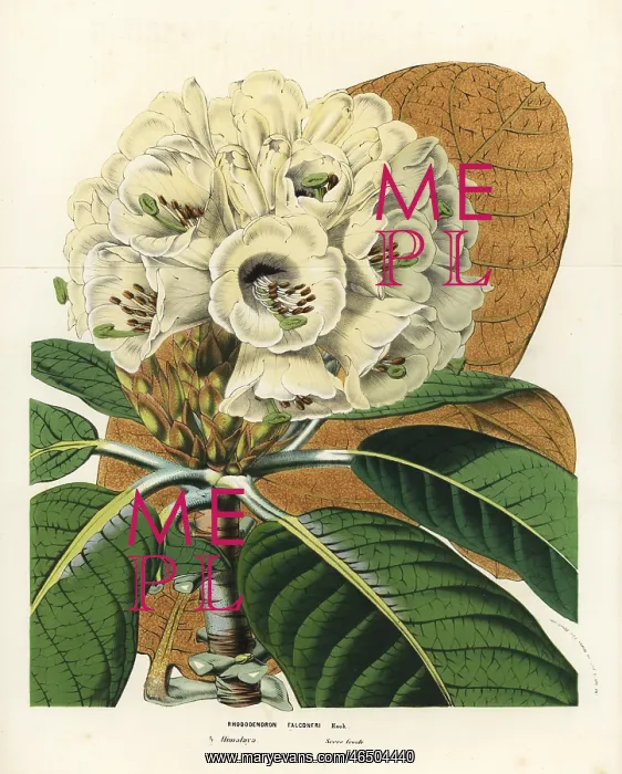 : Rhododendron falconeri : Rhododendron falconeri
