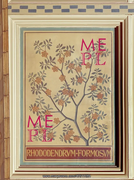 : Rhododendron formosum : Rhododendron formosum