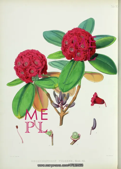 : Rhododendron fulgens : Rhododendron fulgens