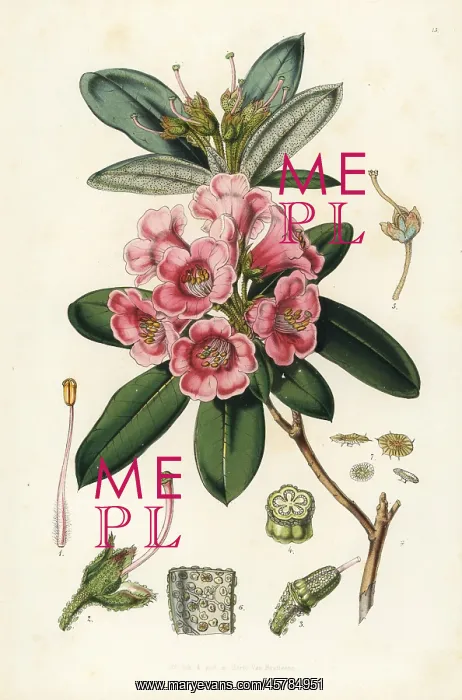 : Rhododendron glaucum : Rhododendron glaucum